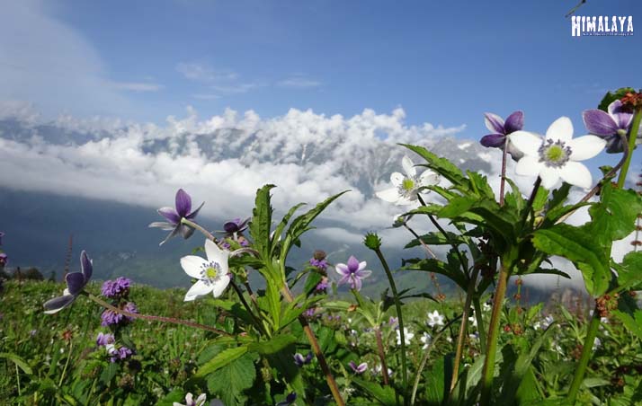 Bhrigu Lake trek from Gulaba in Manali